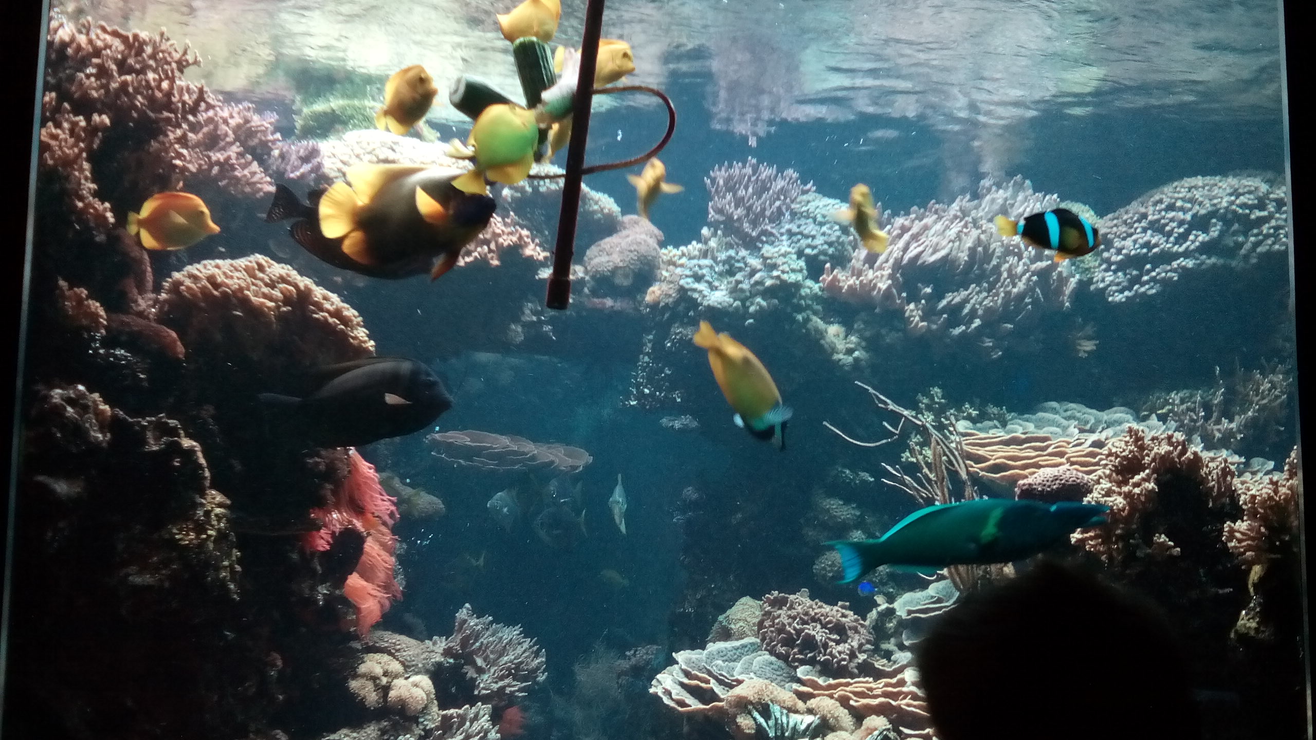 IMG_20150609_141304_1CS